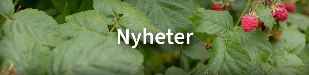 Nyheter